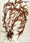Polygonum