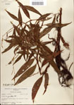 000045109-thumbnail.jpg
