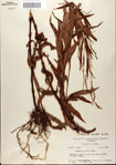 000045110-thumbnail.jpg