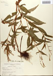 000045111-thumbnail.jpg