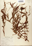 000045113-thumbnail.jpg