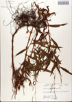 000045115-thumbnail.jpg