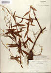 Polygonum