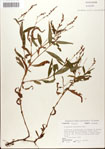 000045126-thumbnail.jpg