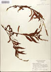 000045129-thumbnail.jpg