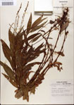 000045136-thumbnail.jpg