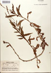 000045137-thumbnail.jpg