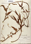 000045139-thumbnail.jpg