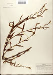 000045141-thumbnail.jpg
