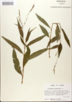 000045142-thumbnail.jpg