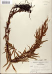 000045147-thumbnail.jpg
