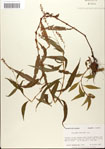 000045149-thumbnail.jpg