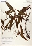 000045150-thumbnail.jpg