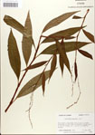 000045153-thumbnail.jpg