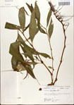 000045155-thumbnail.jpg