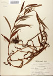000045158-thumbnail.jpg