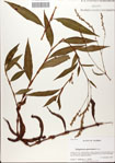 000045160-thumbnail.jpg