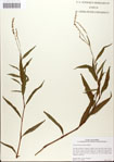 000045162-thumbnail.jpg