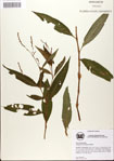 000045164-thumbnail.jpg