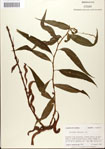 000045165-thumbnail.jpg