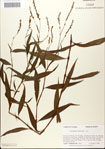 000045166-thumbnail.jpg