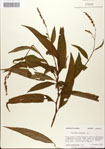 000045168-thumbnail.jpg