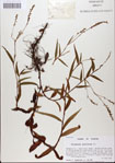 000045171-thumbnail.jpg