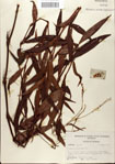 000045173-thumbnail.jpg
