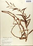 000045174-thumbnail.jpg