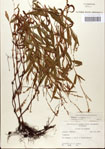 000045175-thumbnail.jpg