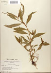 000045177-thumbnail.jpg
