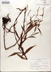000045181-thumbnail.jpg