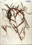 000045184-thumbnail.jpg