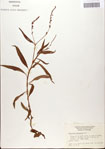 000045185-thumbnail.jpg