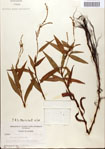 000045186-thumbnail.jpg