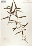 000045187-thumbnail.jpg