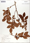 000046178-thumbnail.jpg
