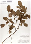 000046179-thumbnail.jpg