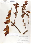 000046181-thumbnail.jpg