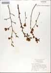 000046183-thumbnail.jpg