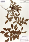 000046187-thumbnail.jpg