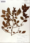 000046191-thumbnail.jpg
