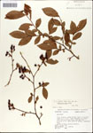 000046196-thumbnail.jpg