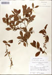 000046197-thumbnail.jpg