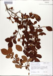 000046207-thumbnail.jpg