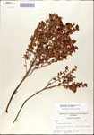 000046265-thumbnail.jpg