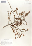 000046302-thumbnail.jpg