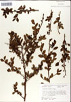 000046303-thumbnail.jpg