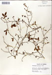 000046304-thumbnail.jpg