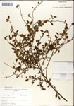 000046305-thumbnail.jpg